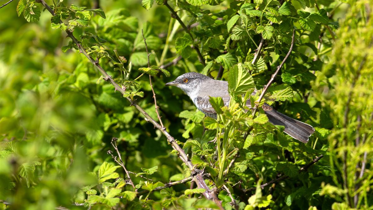 Barred Warbler