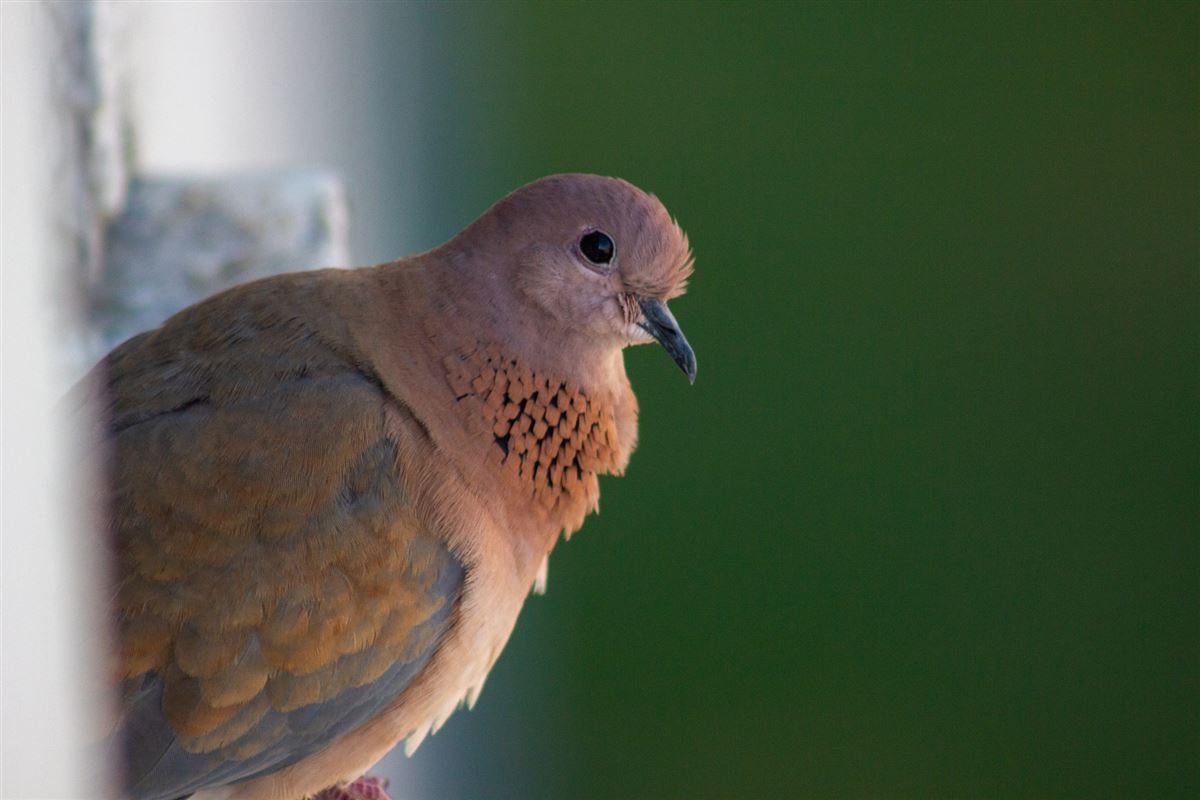 Laughing Dove