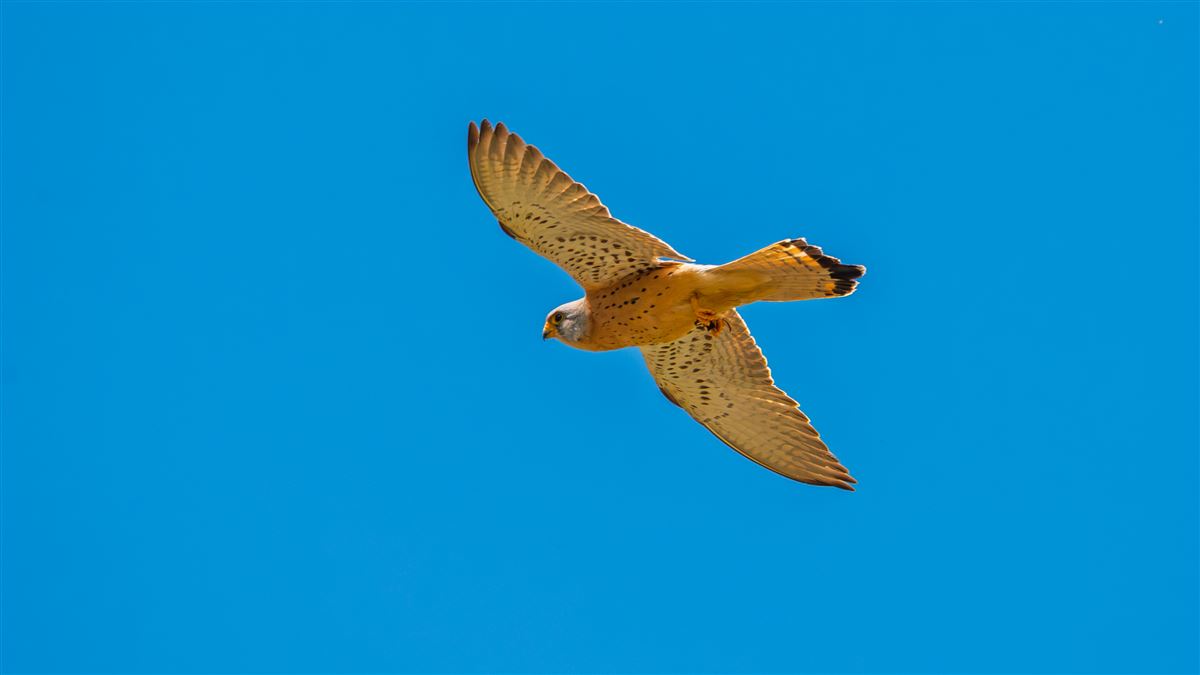 Lesser Kestrel
