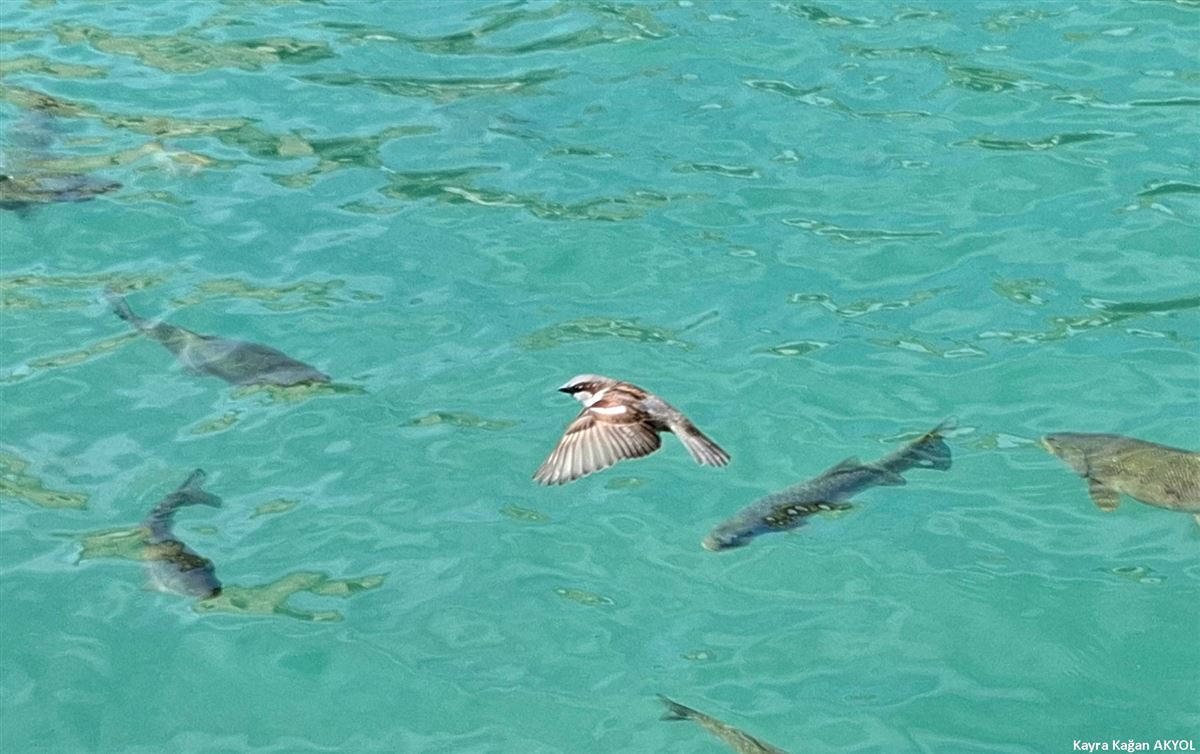 House Sparrow
