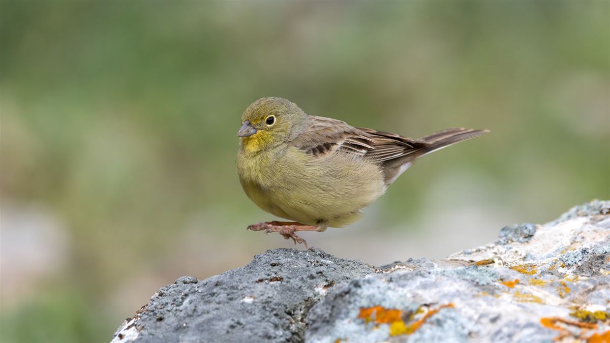 Cinereous Bunting
