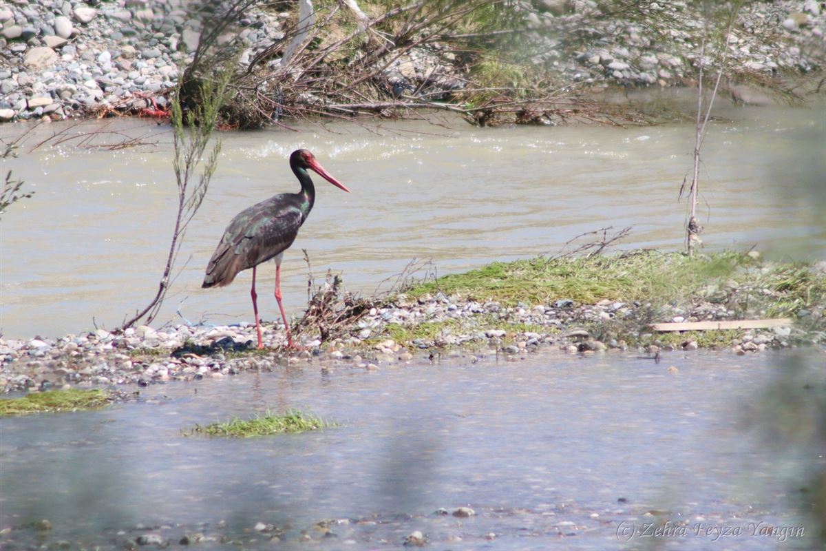 Black Stork