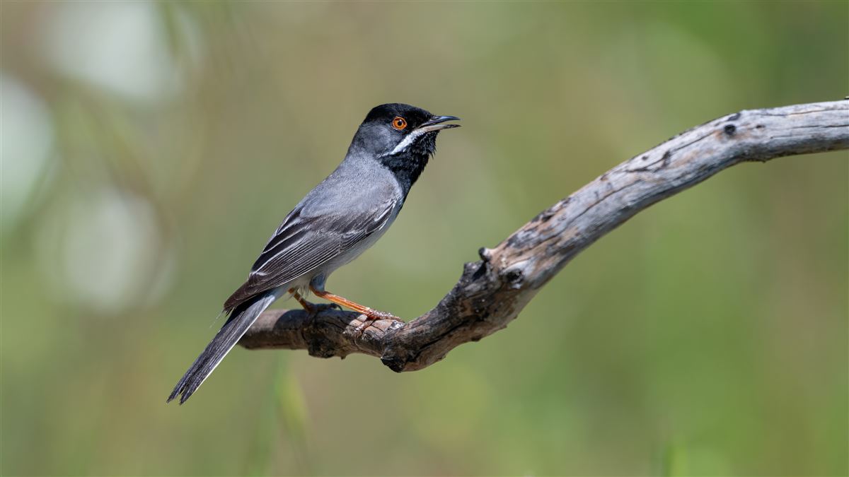 Rüppell`s Warbler