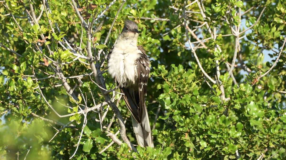 Great Spotted Cuckoo