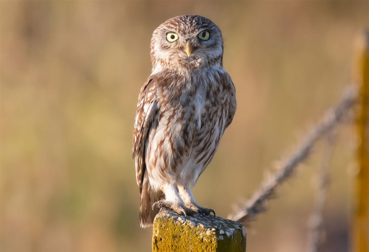 Little Owl