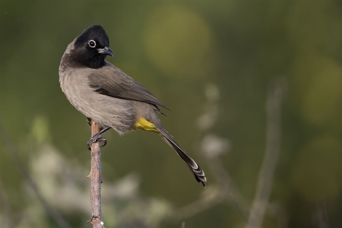 White-spectacled Bulbul