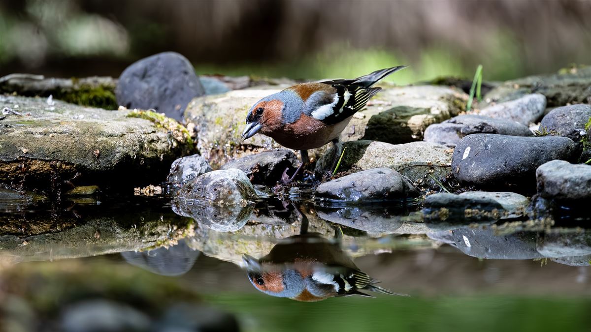 Eurasian Chaffinch