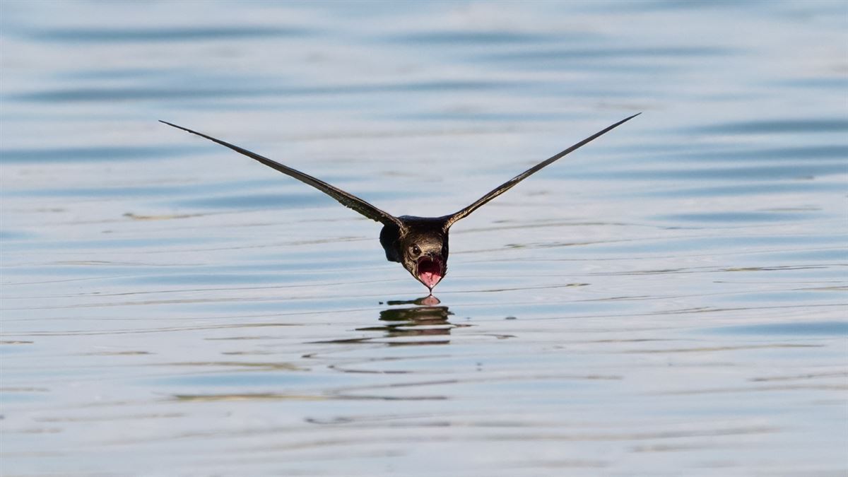 Common Swift