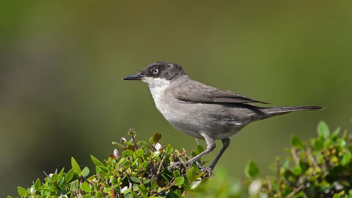 Eastern Orphean Warbler