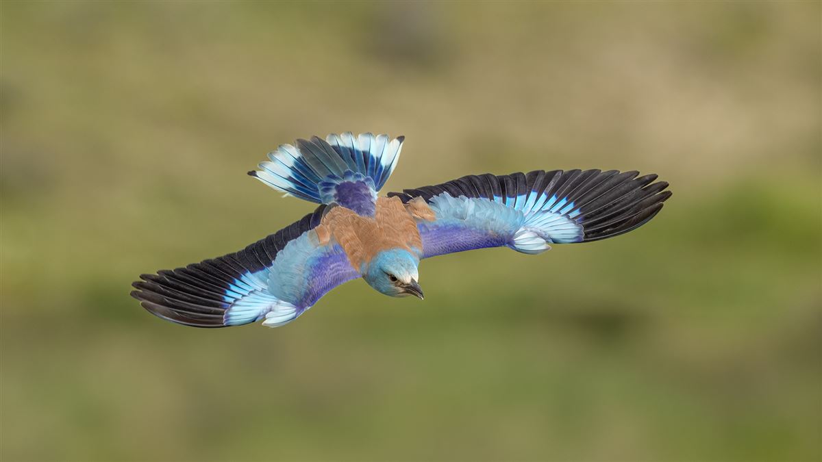 European Roller