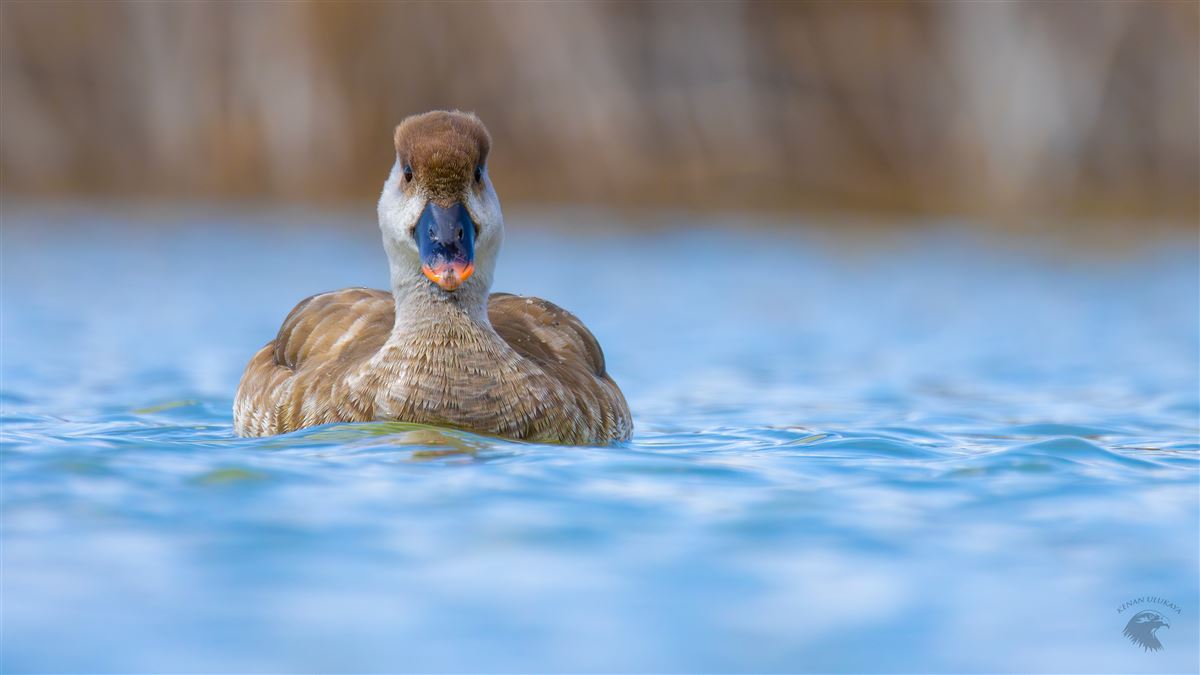Red-crested Pochard