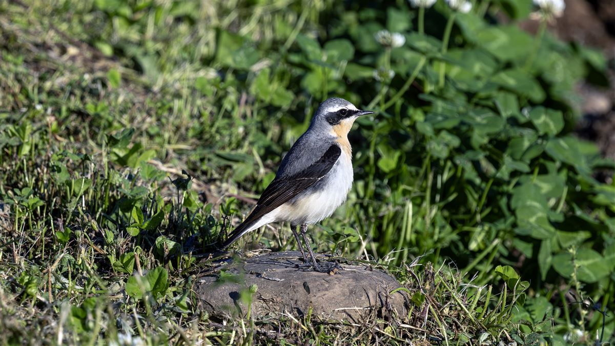 Northern Wheatear