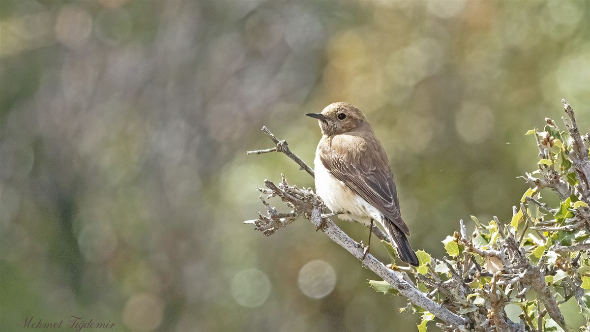Black-eared Wheatear