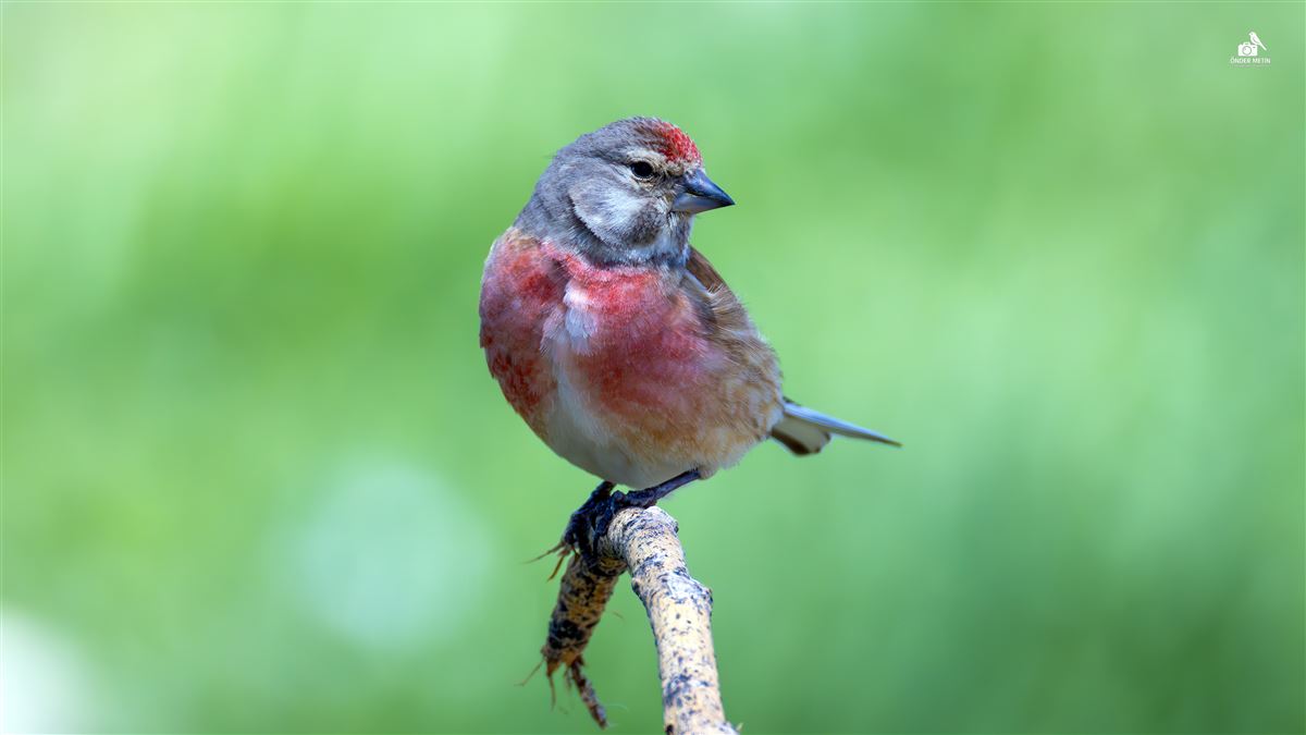 Common Linnet
