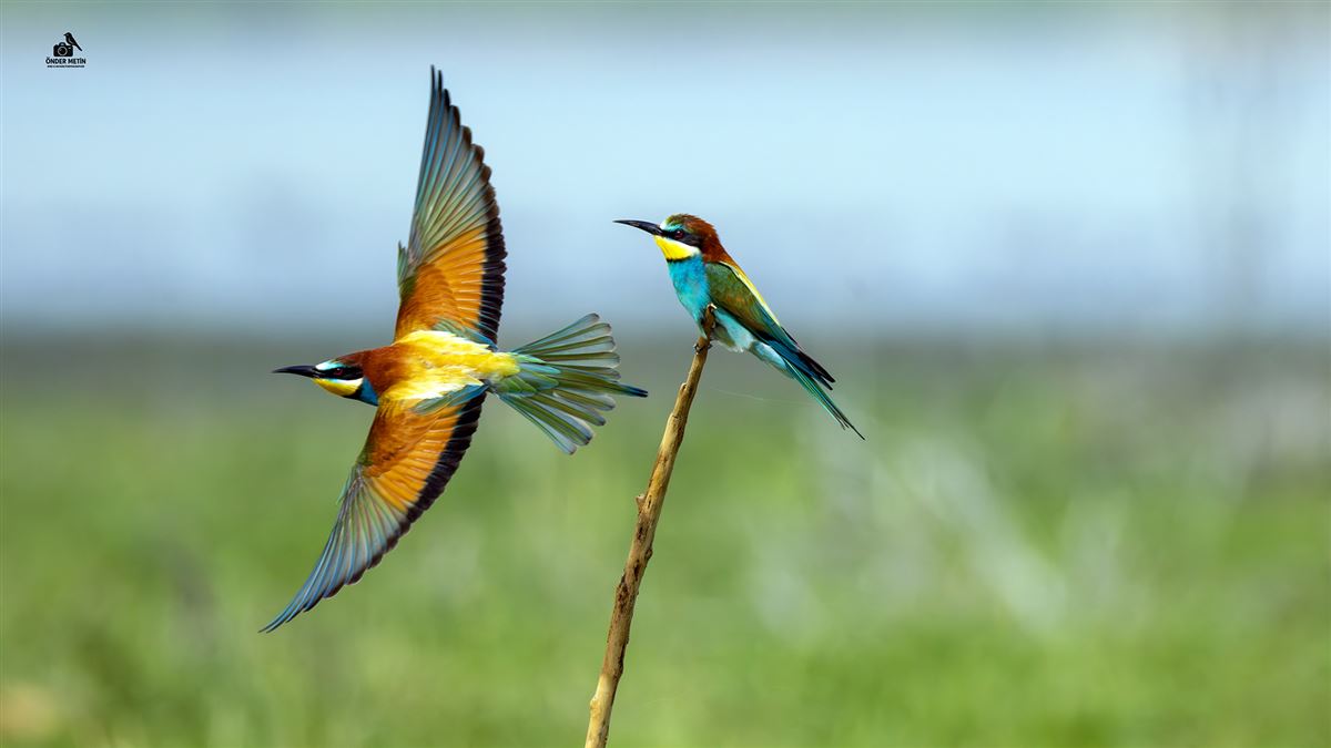 European Bee-eater