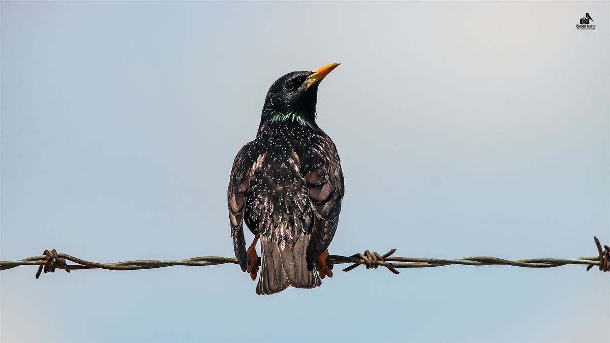 Common Starling