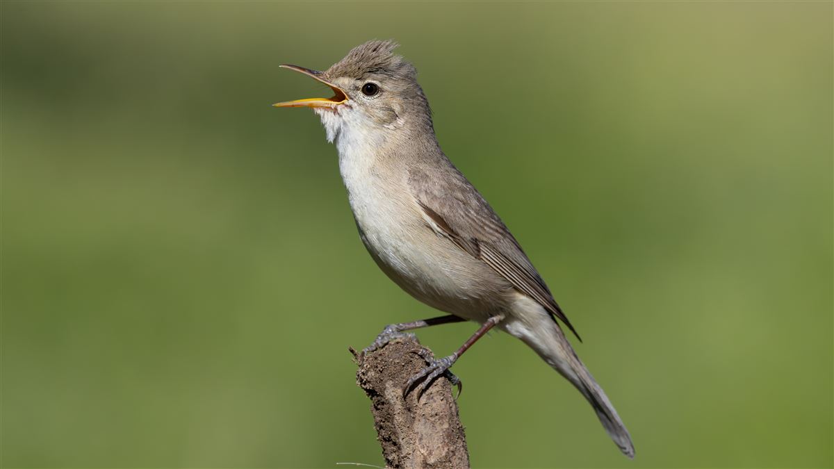Eastern Olivaceous Warbler