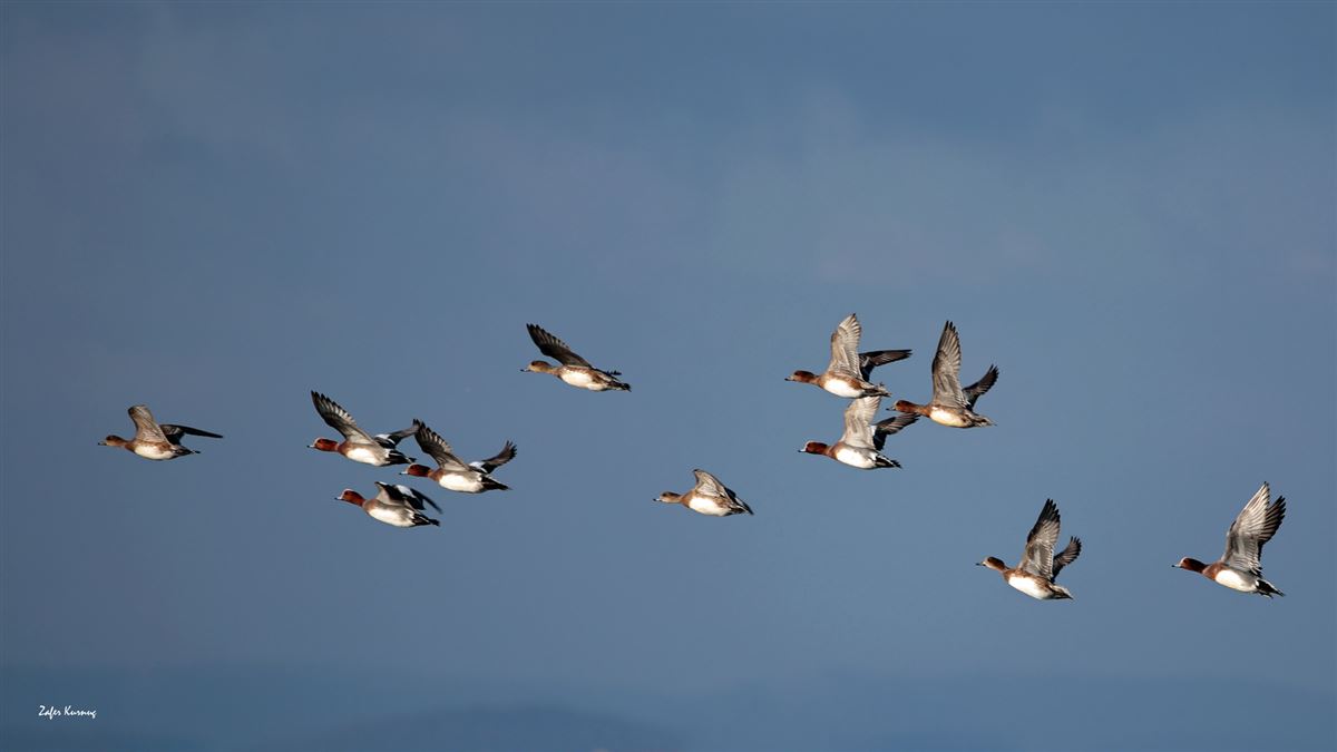 Eurasian Wigeon