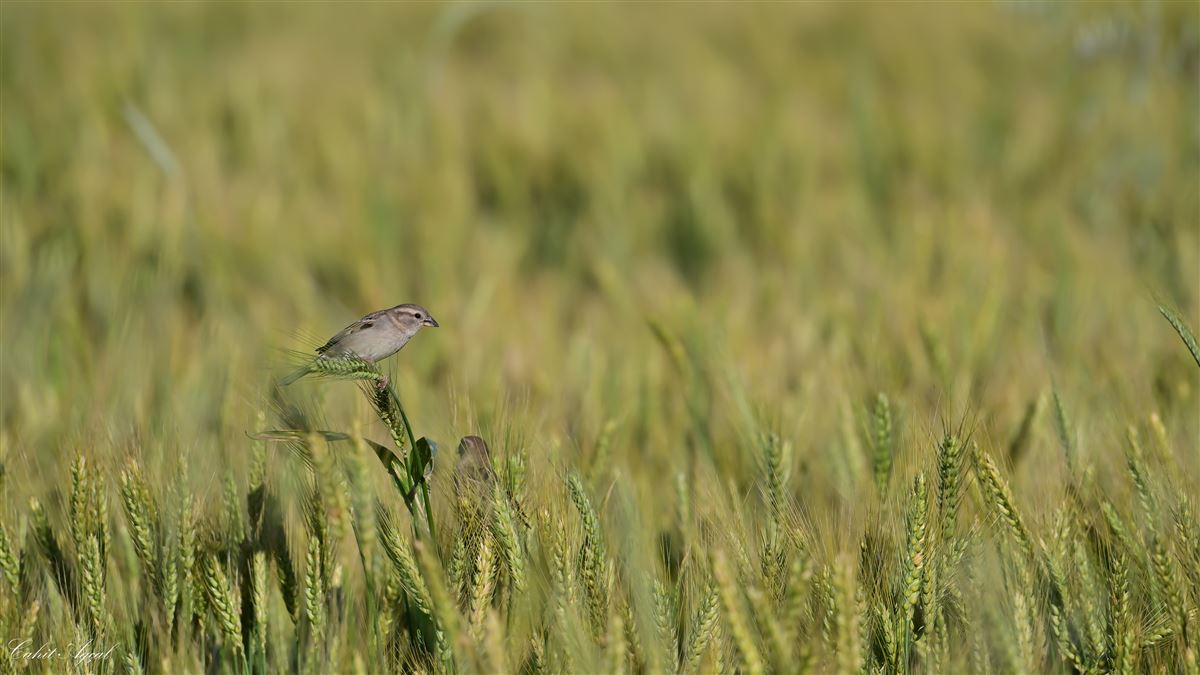 House Sparrow