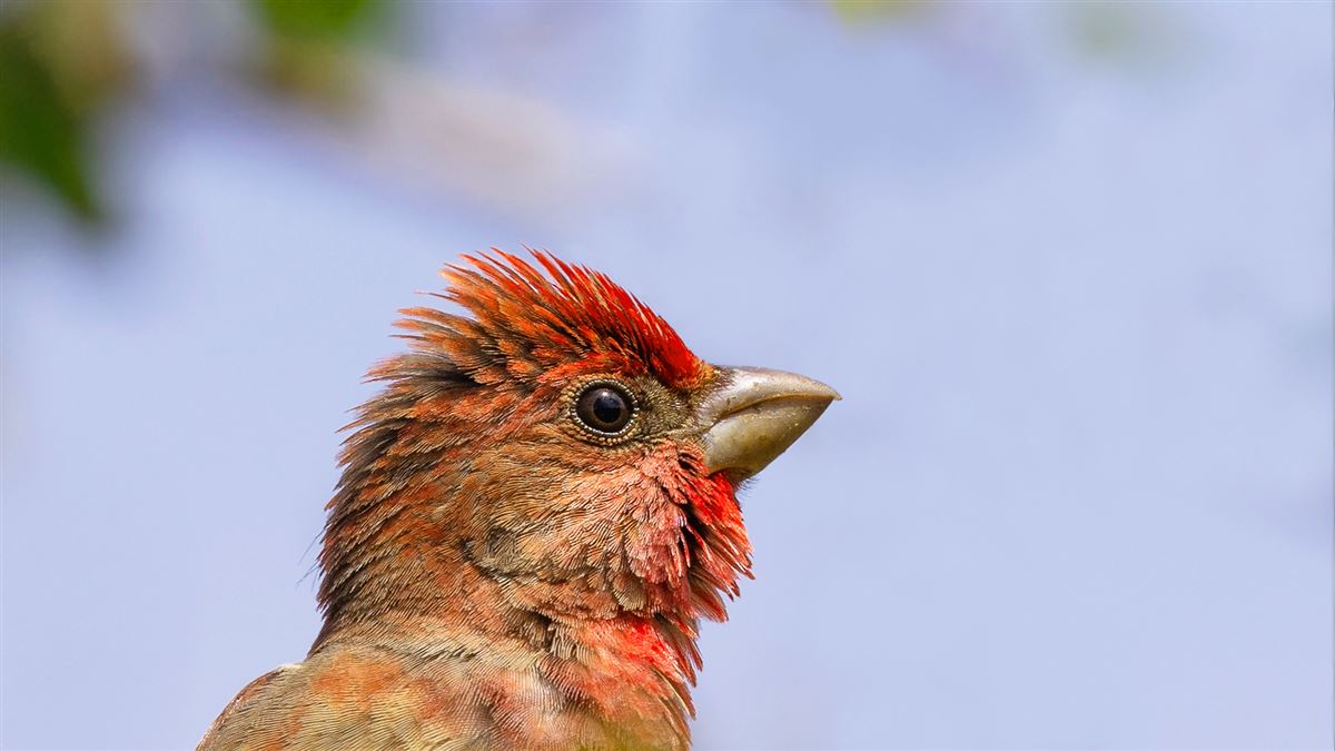 Common Rosefinch