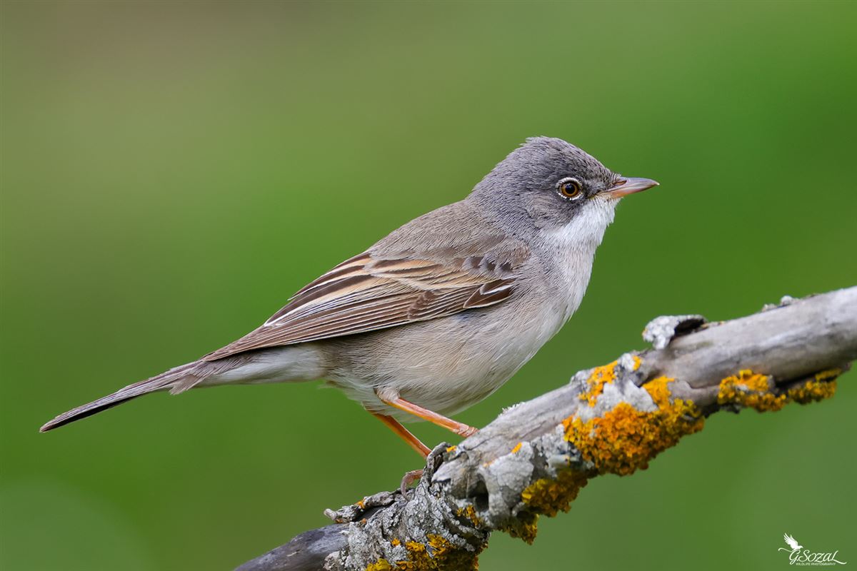 Common Whitethroat