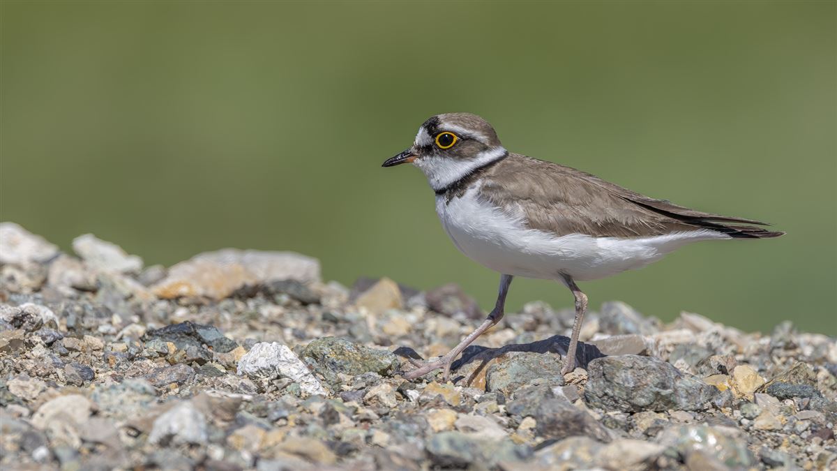 Little Ringed Plover