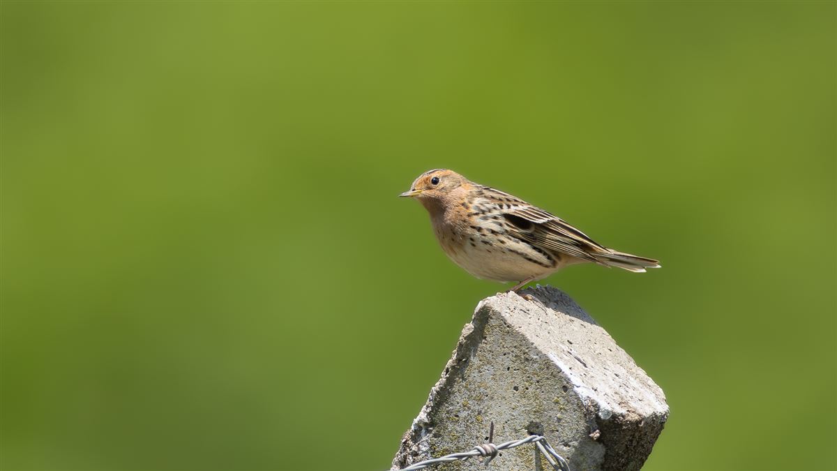 Red-throated Pipit