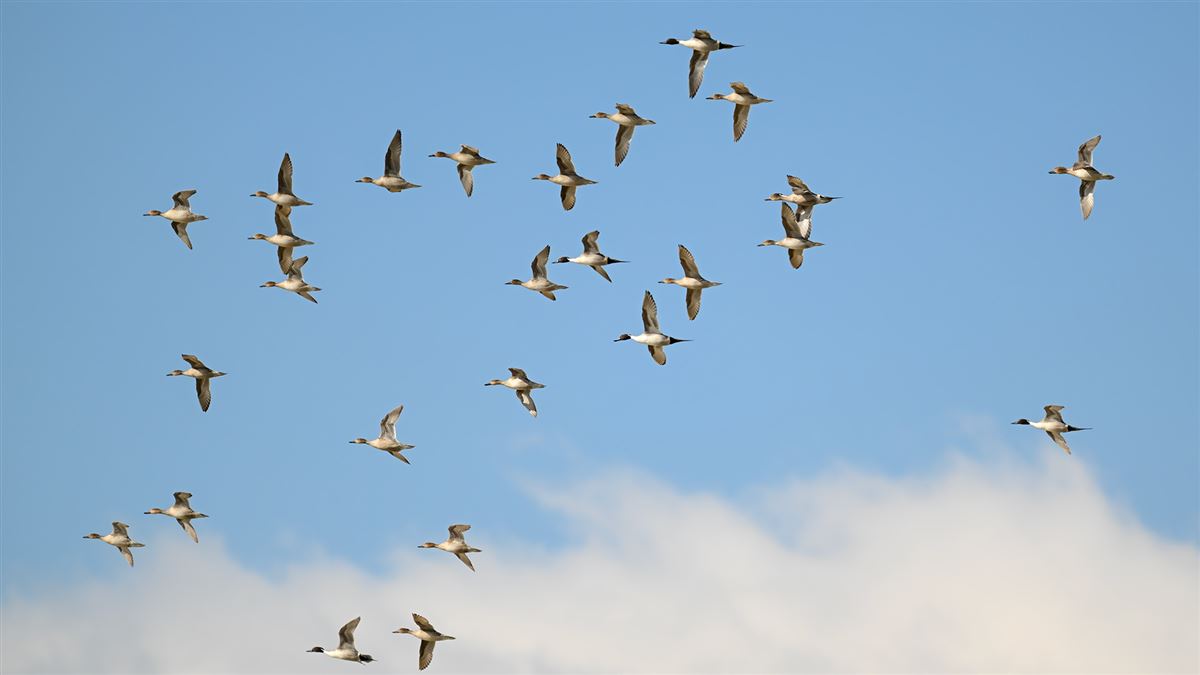 Northern Pintail