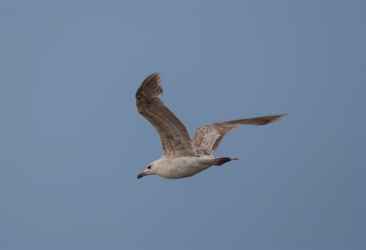 Yellow-legged Gull
