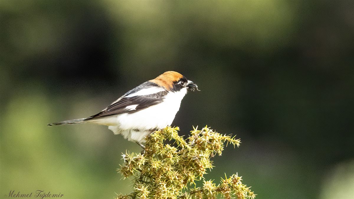 Woodchat Shrike