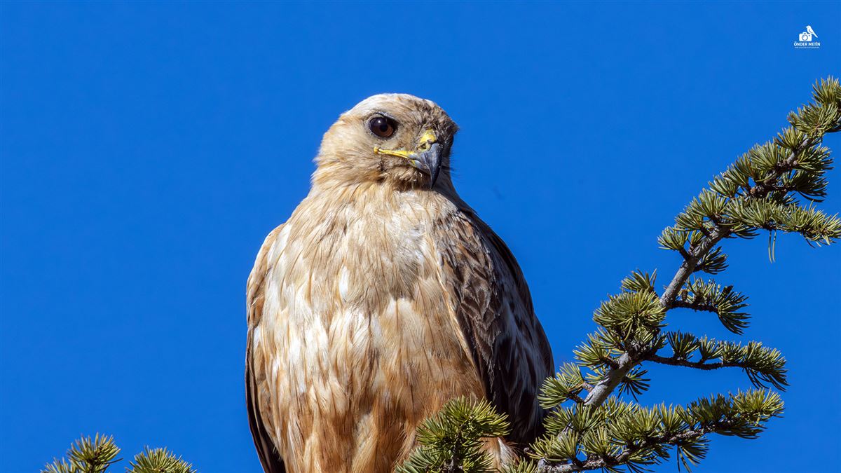 Long-legged Buzzard