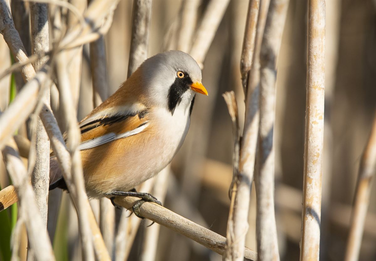 Bearded Reedling