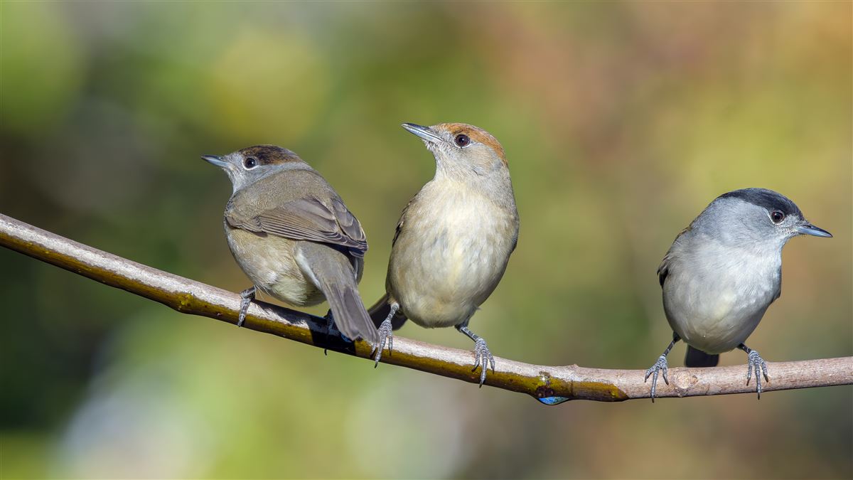 Eurasian Blackcap
