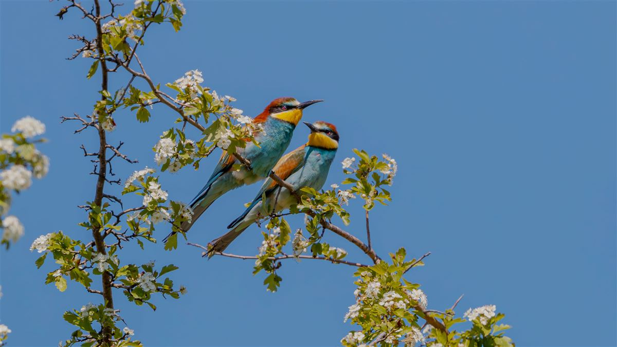 European Bee-eater