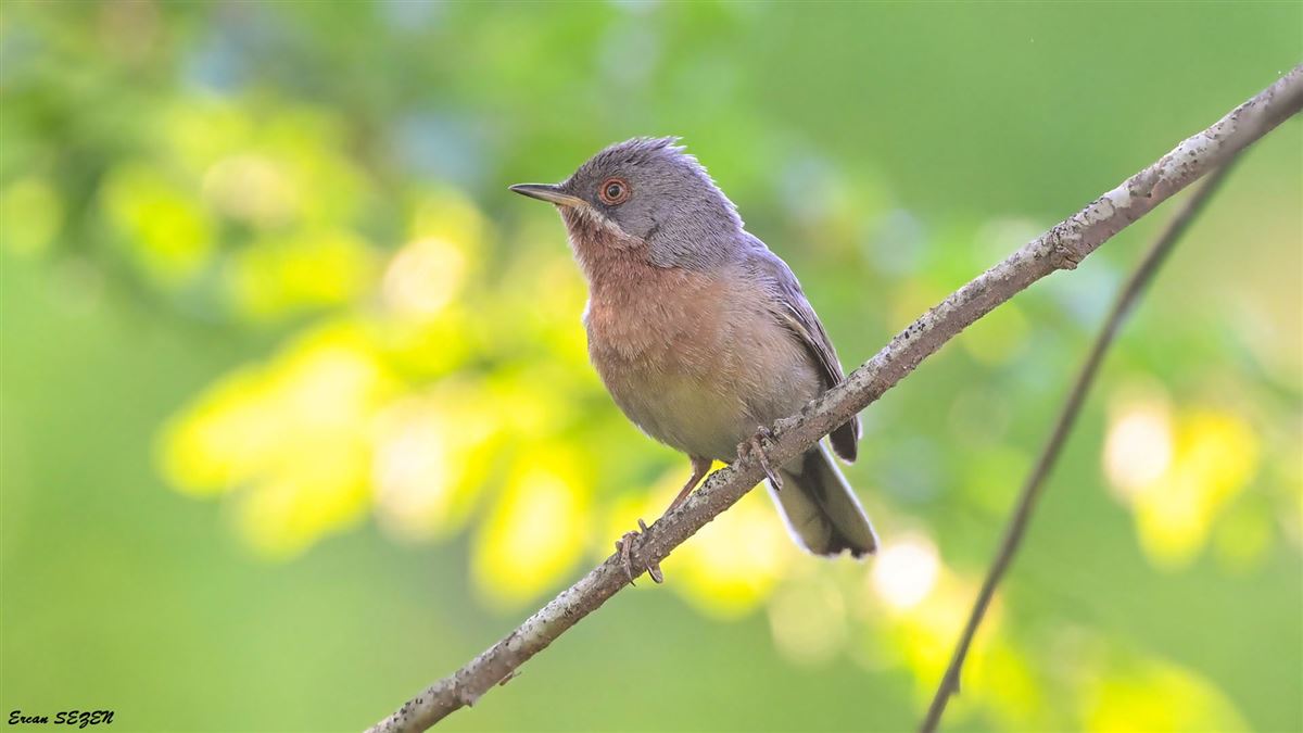 Subalpine Warbler