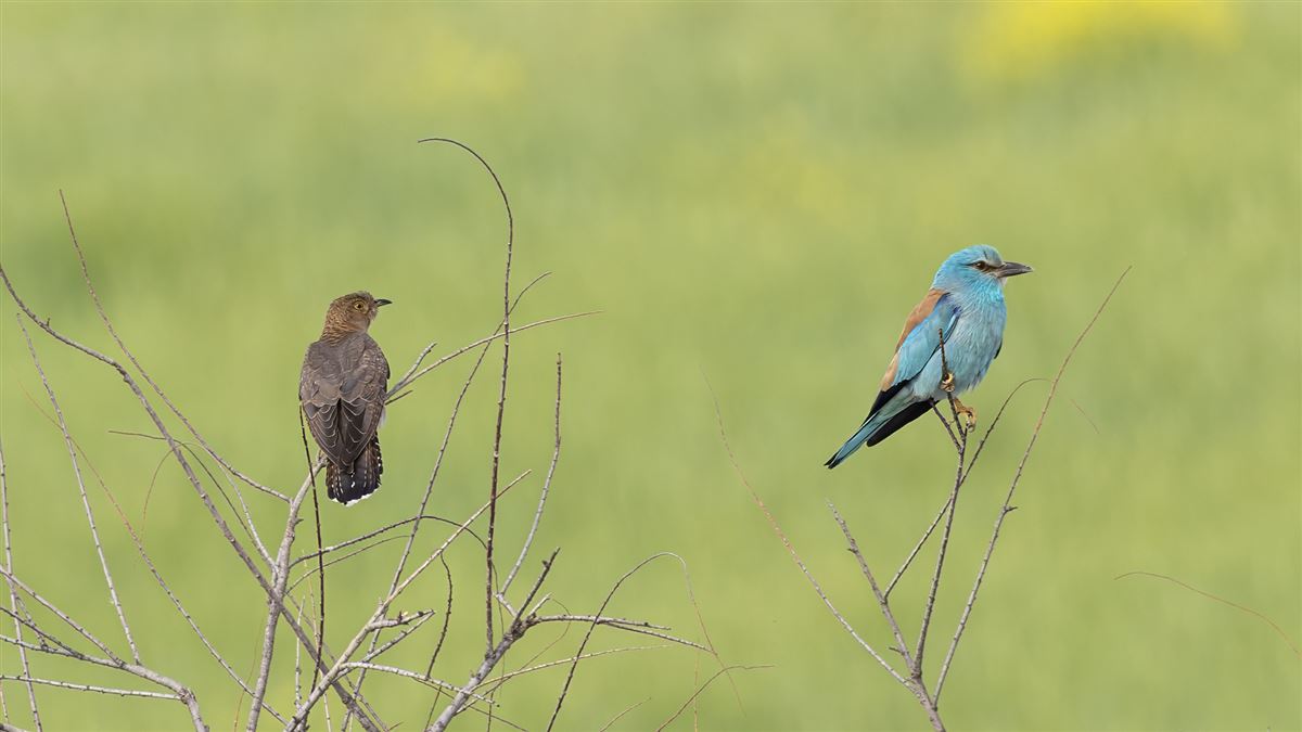 Common Cuckoo