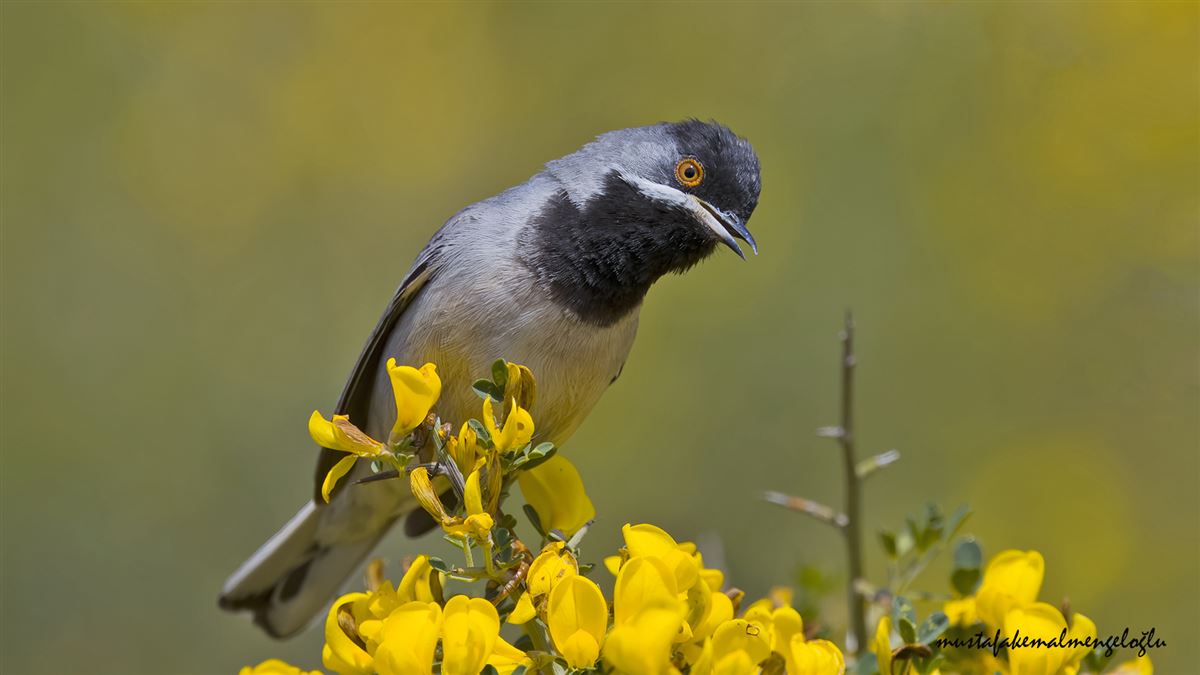 Rüppell`s Warbler