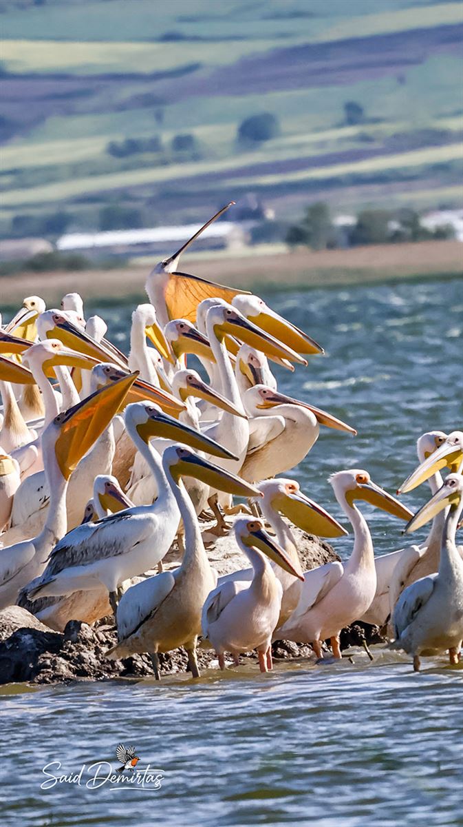 Great White Pelican