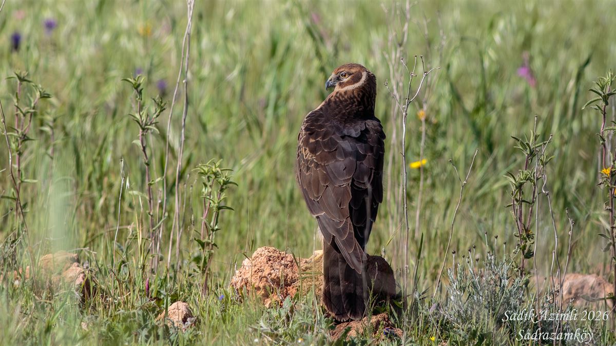 Montagu`s Harrier