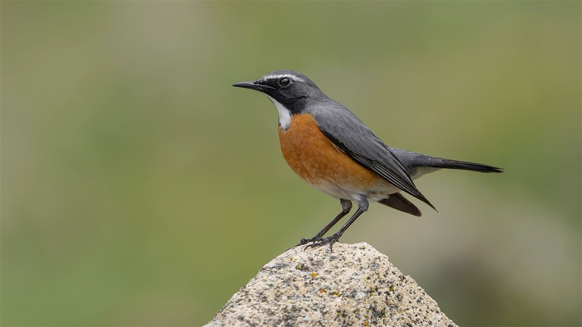 White-throated Robin