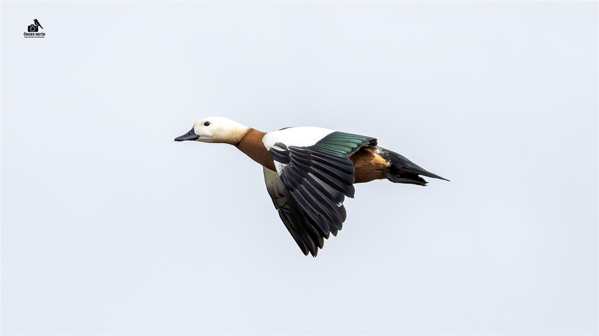 Ruddy Shelduck