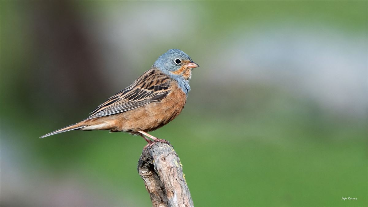 Cretzschmar`s Bunting