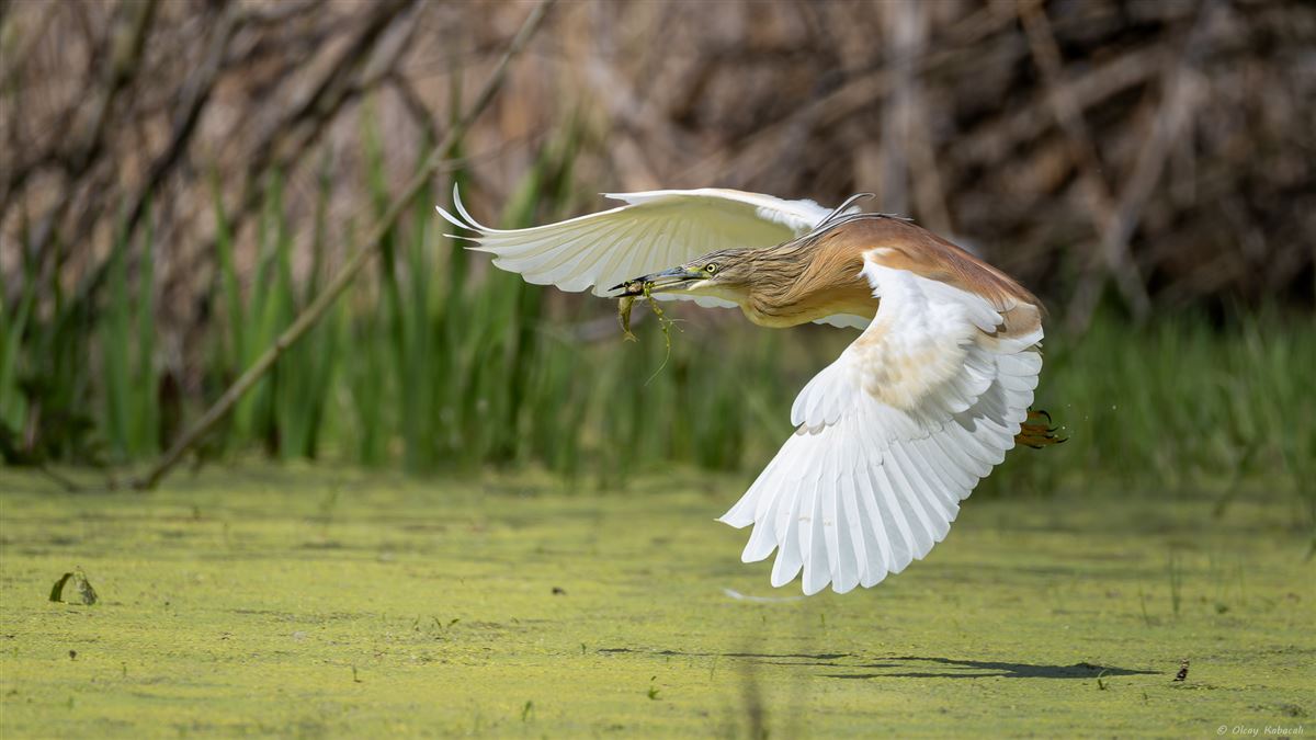 Squacco Heron