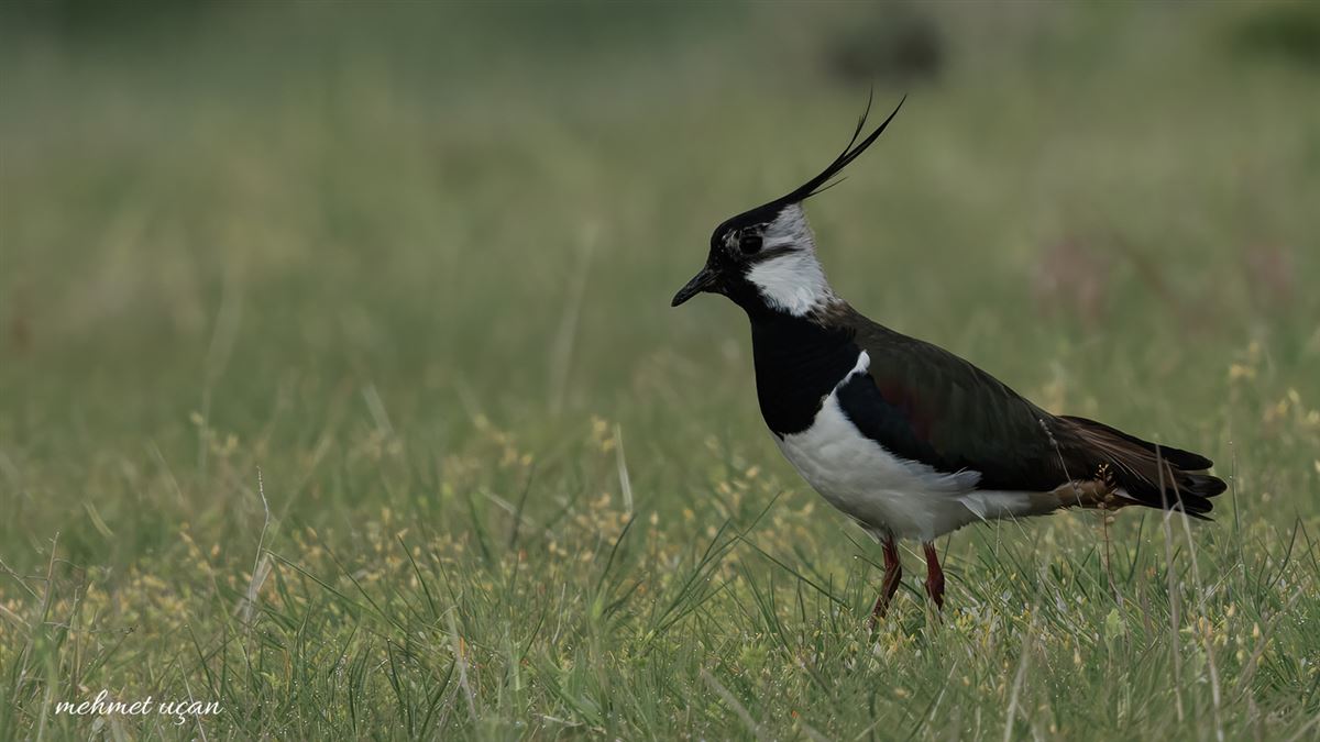 Northern Lapwing