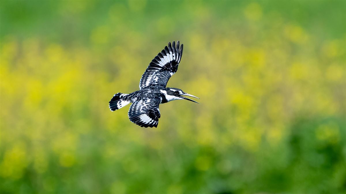 Pied Kingfisher