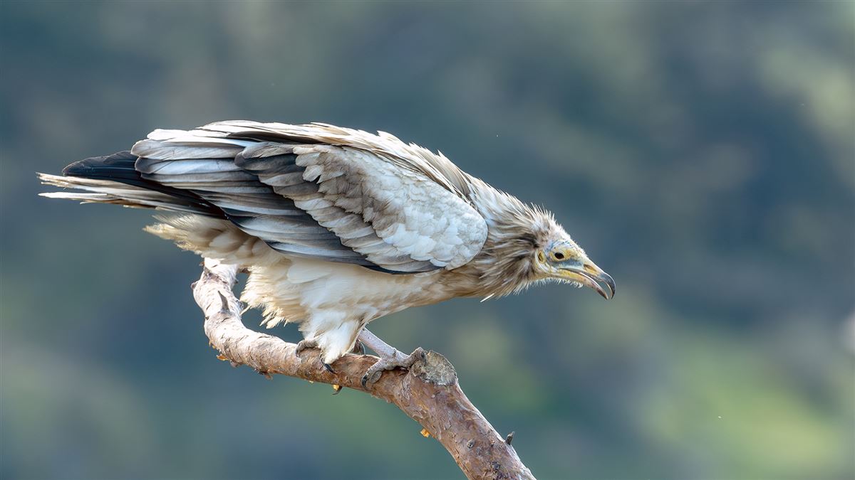 Egyptian Vulture