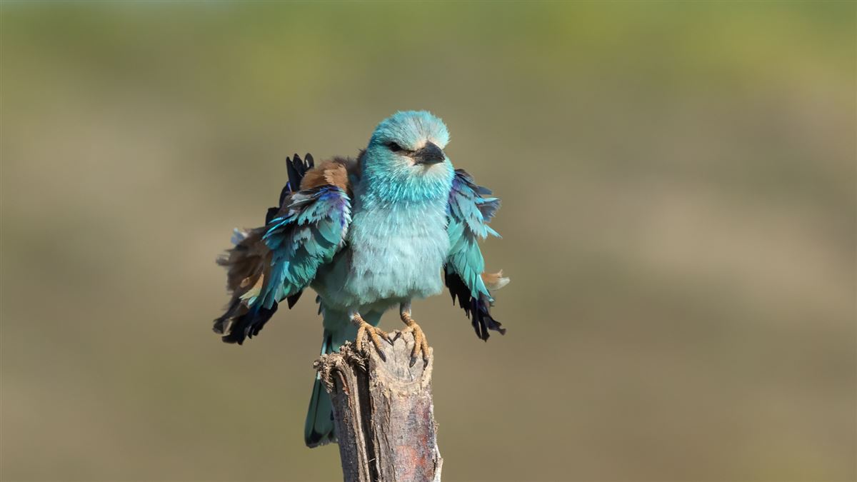 European Roller