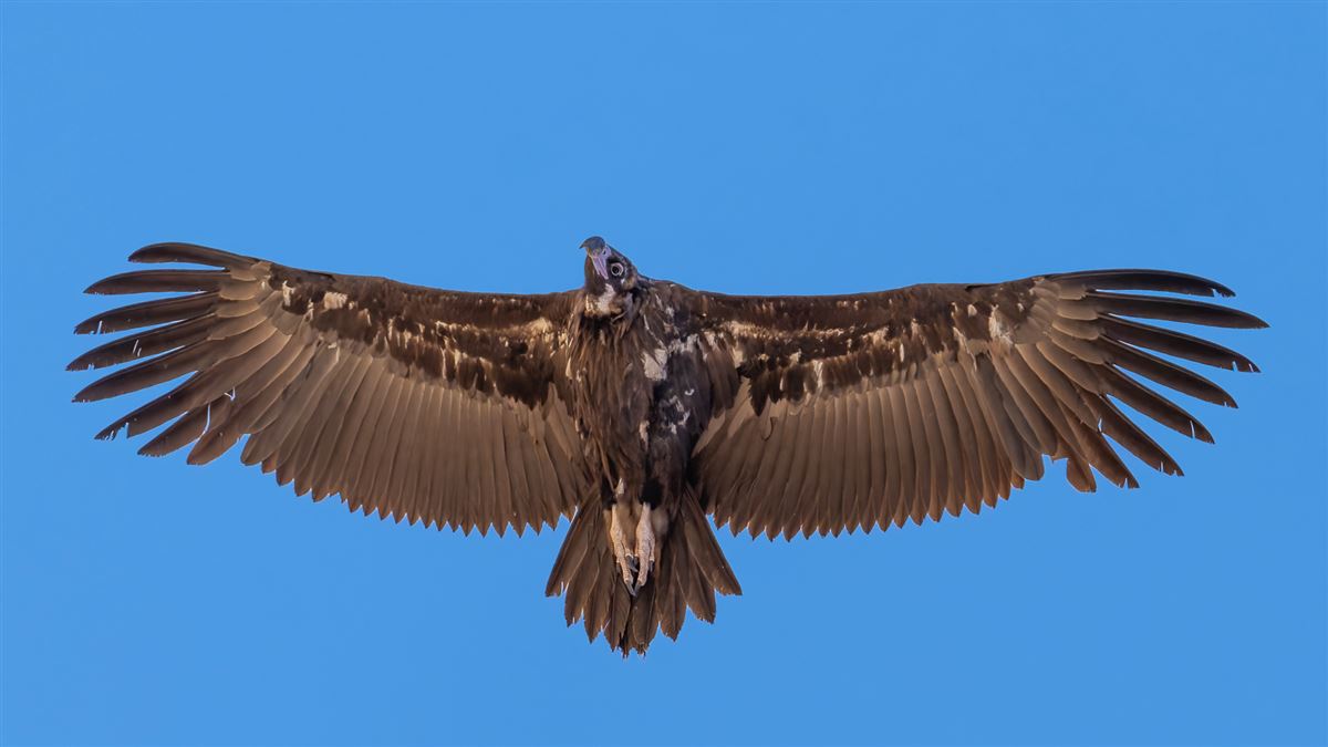 Cinereous Vulture