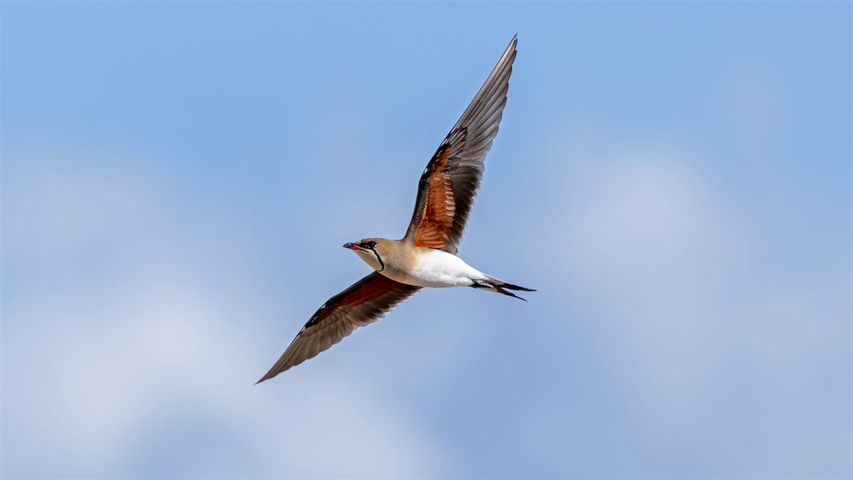 Collared Pratincole