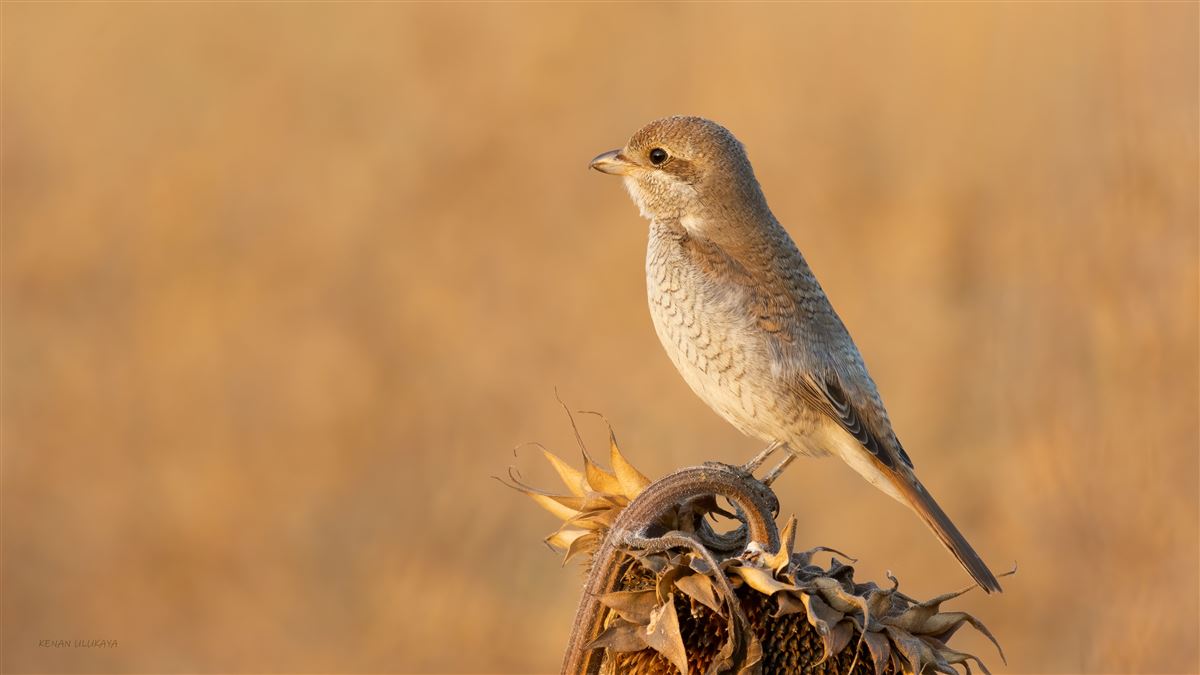 Red-backed Shrike